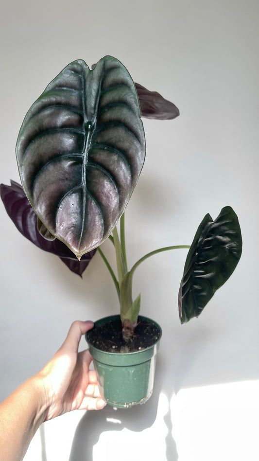 Alocasia Cuprea Red Secret 4” Pot