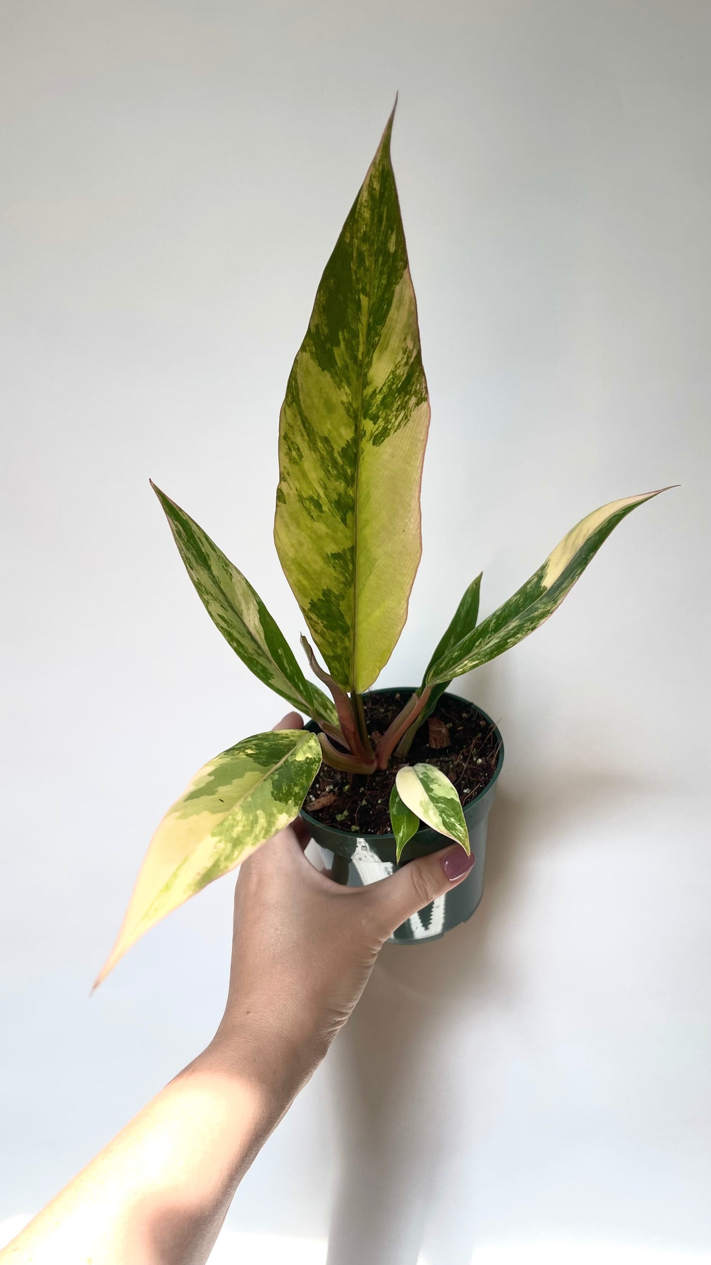 Philodendron Caramel Marble 4” Plant