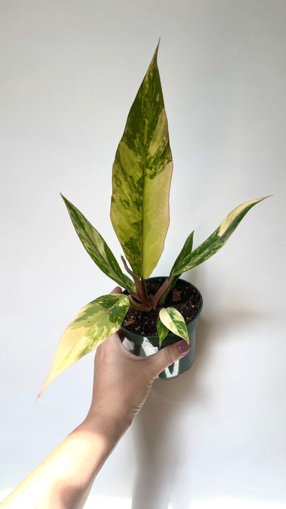 Philodendron Caramel Marble 4” Plant