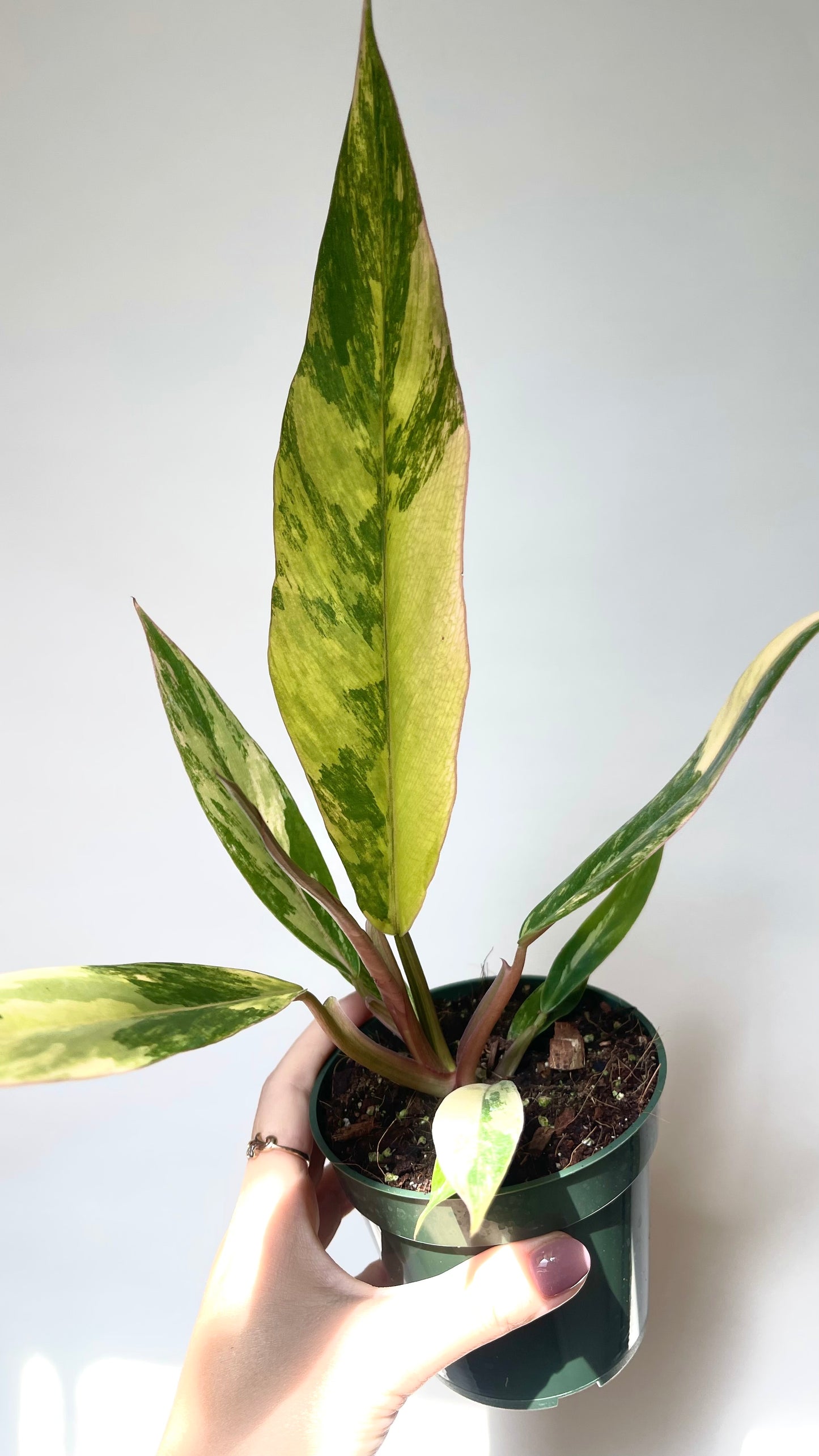 Philodendron Caramel Marble 4” Plant