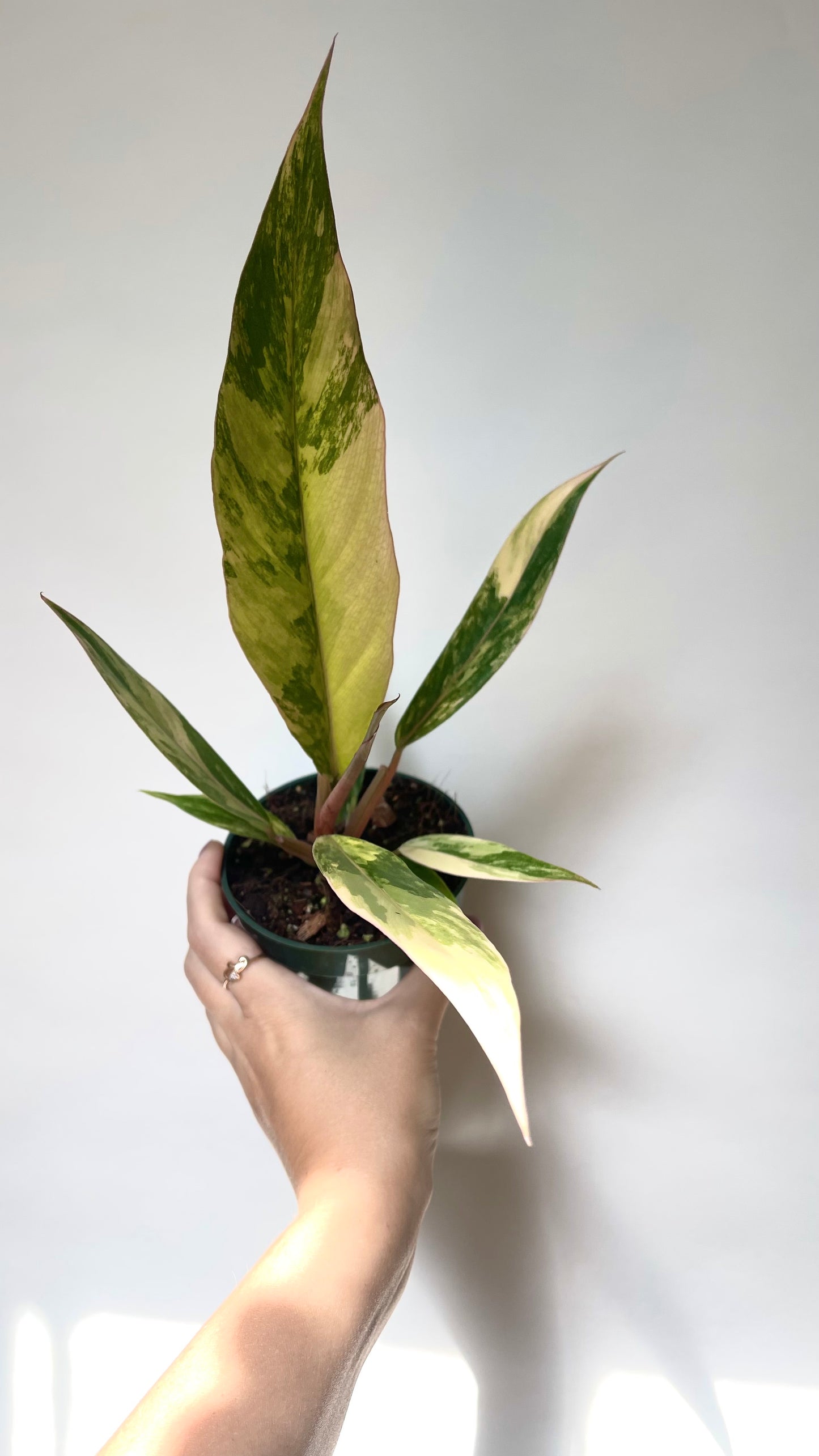Philodendron Caramel Marble 4” Plant