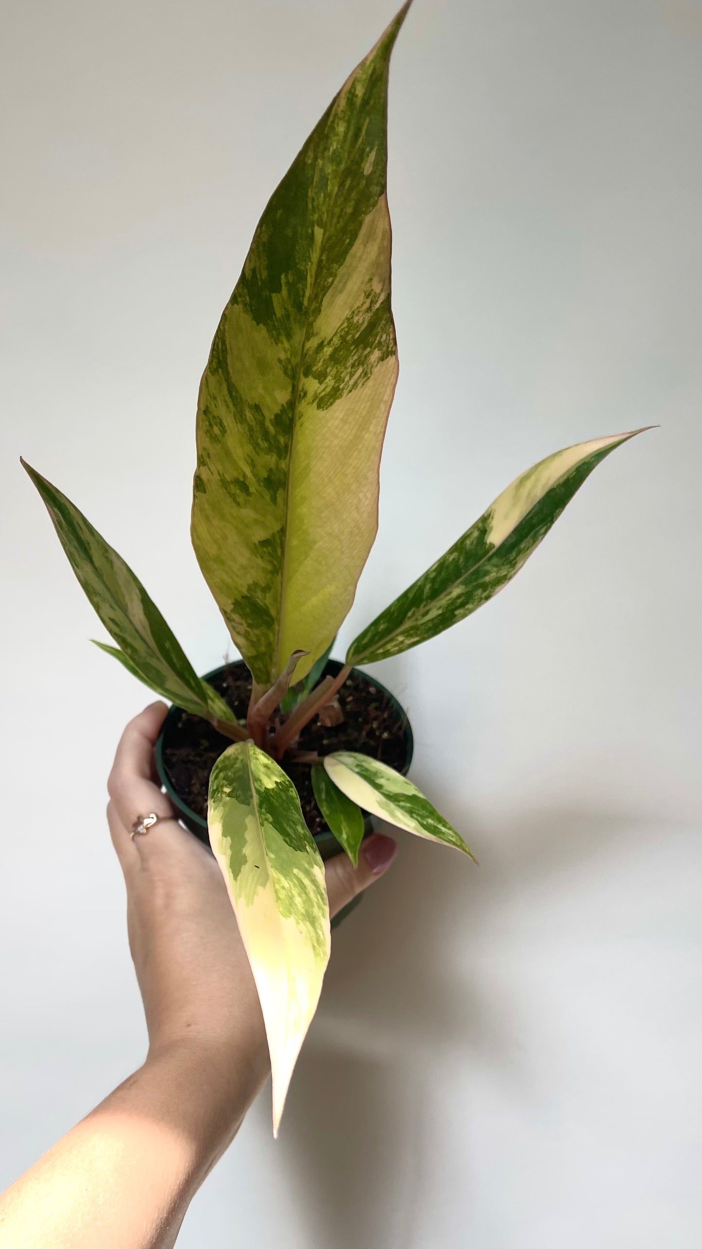 Philodendron Caramel Marble 4” Plant