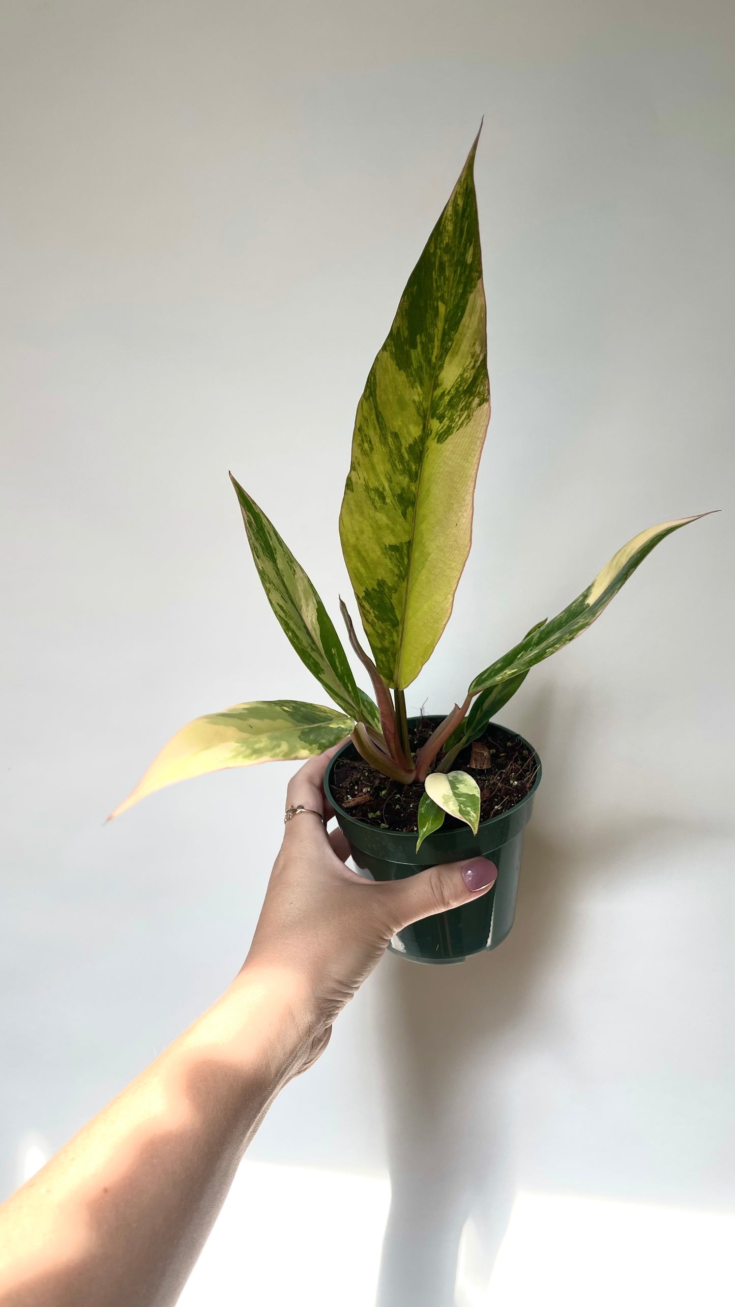 Philodendron Caramel Marble 4” Plant