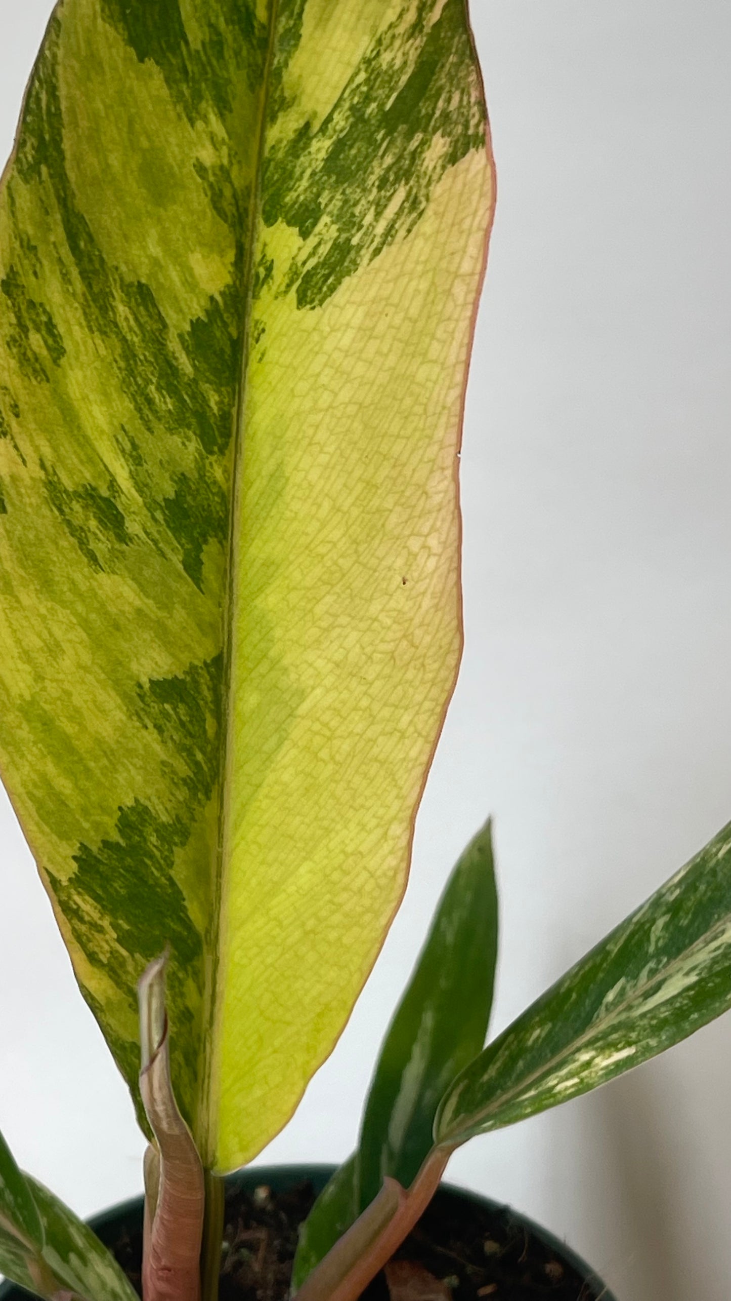 Philodendron Caramel Marble 4” Plant