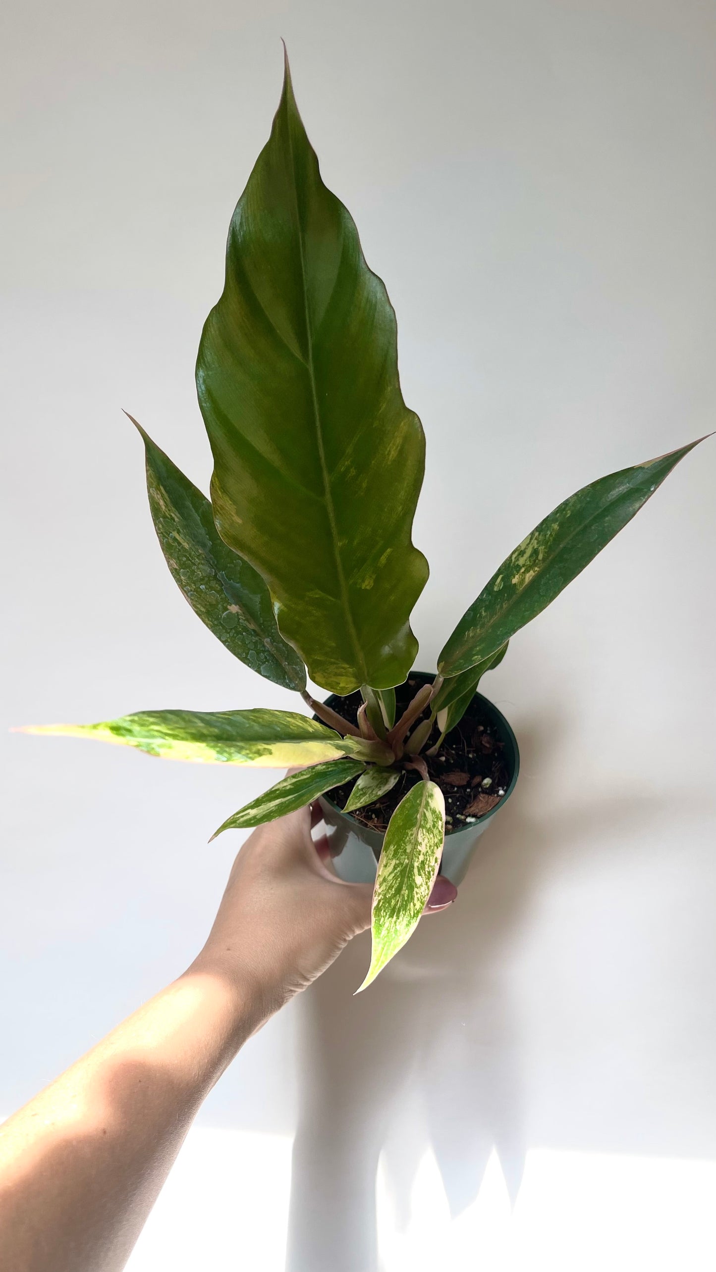 Philodendron Caramel Marble 4” Plant