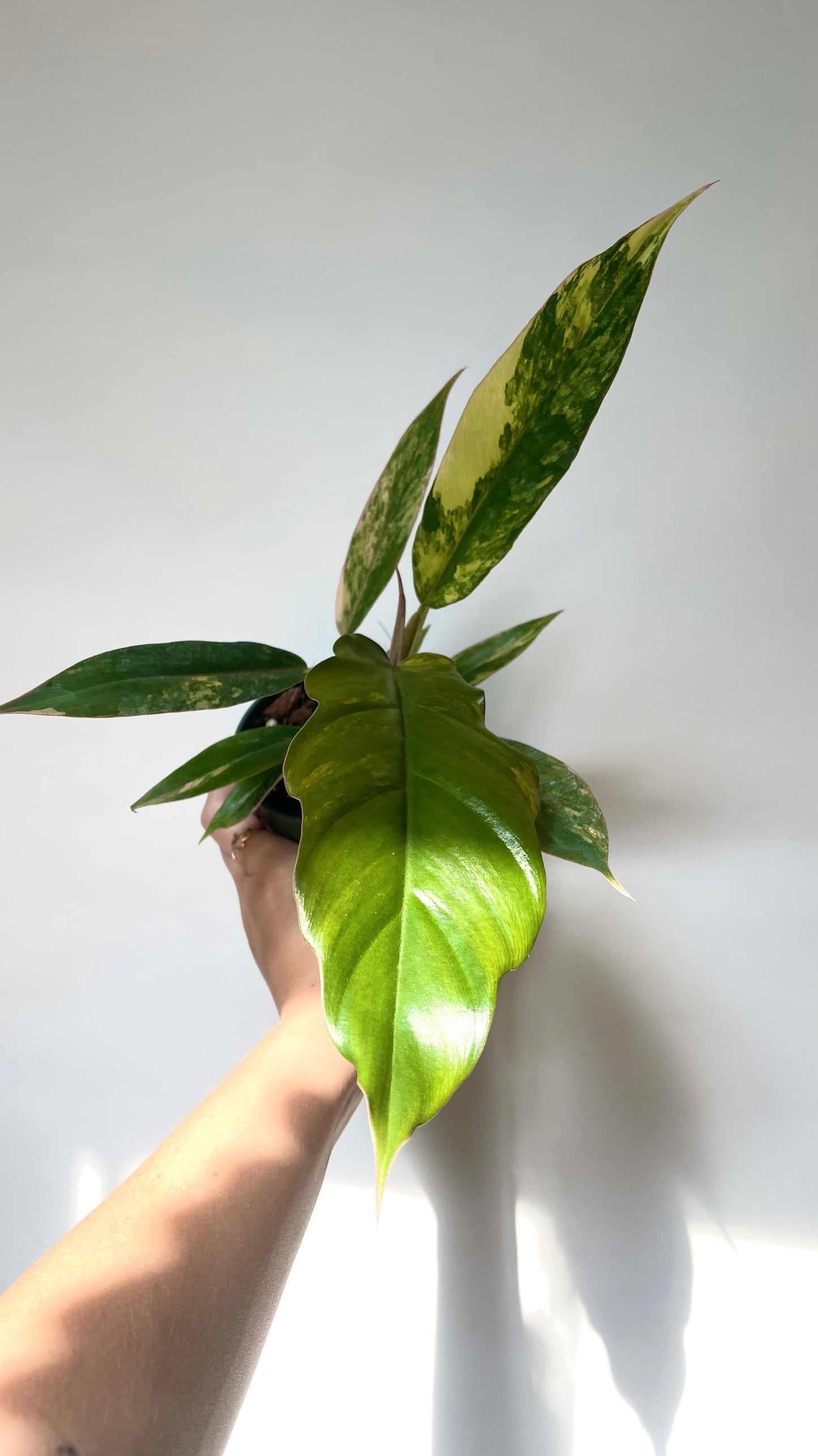 Philodendron Caramel Marble 4” Plant