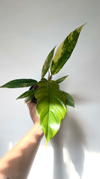 Philodendron Caramel Marble 4” Plant