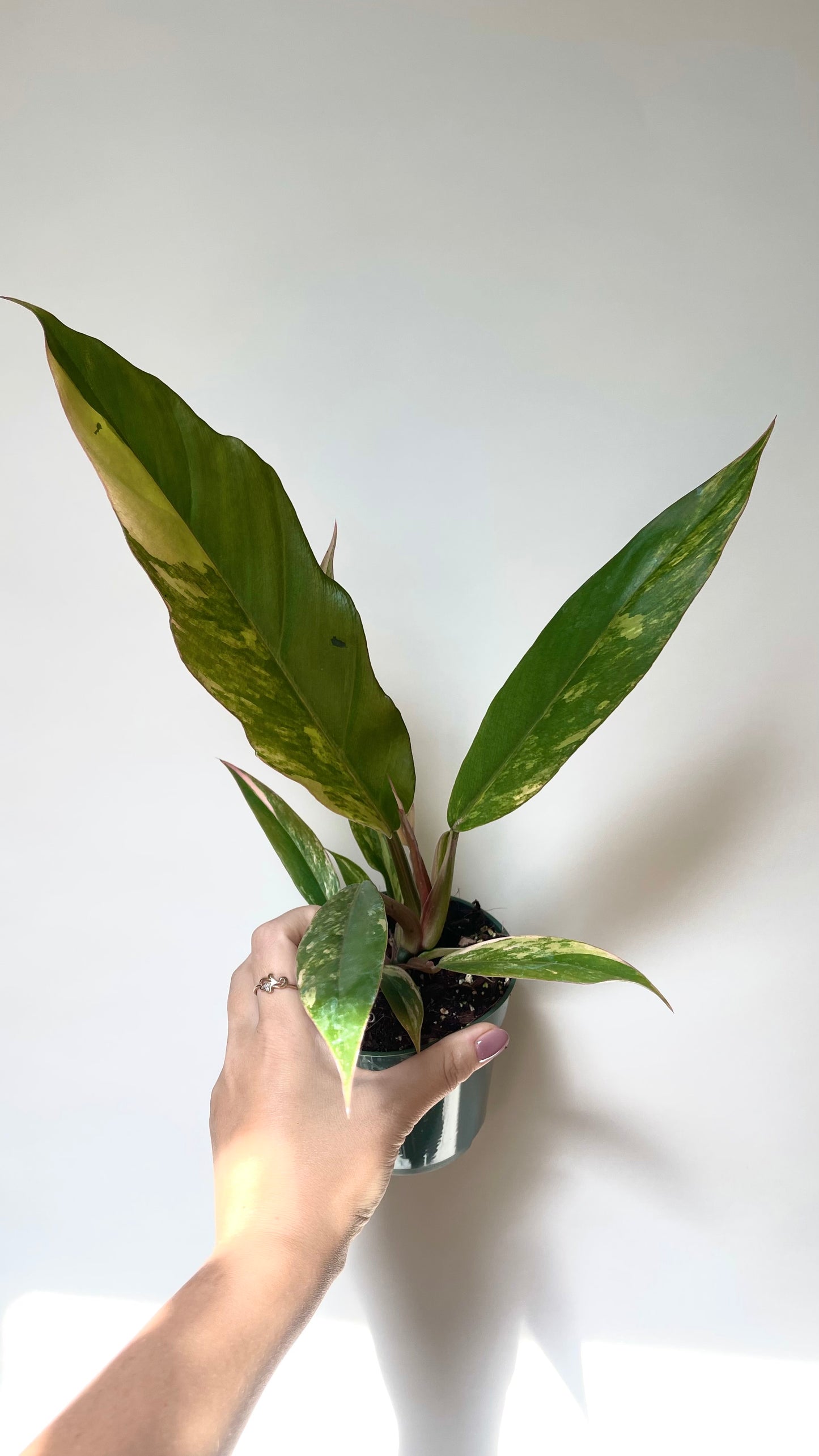 Philodendron Caramel Marble 4” Plant