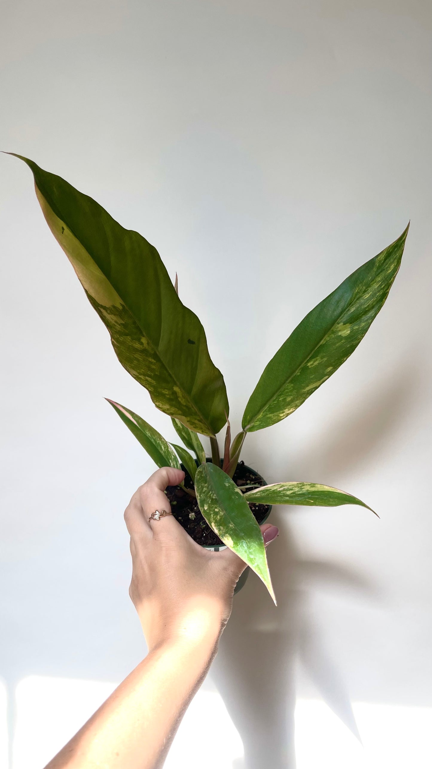 Philodendron Caramel Marble 4” Plant