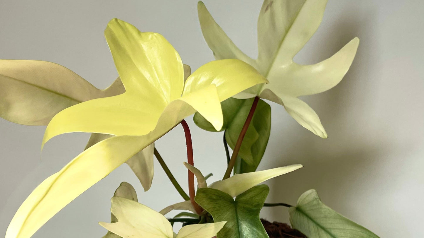 Philodendron Florida Ghost 4.5" Pot