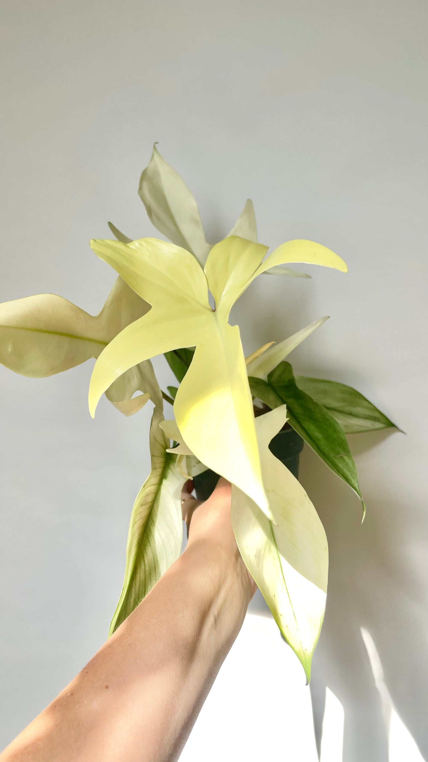 Philodendron Florida Ghost 4.5" Pot