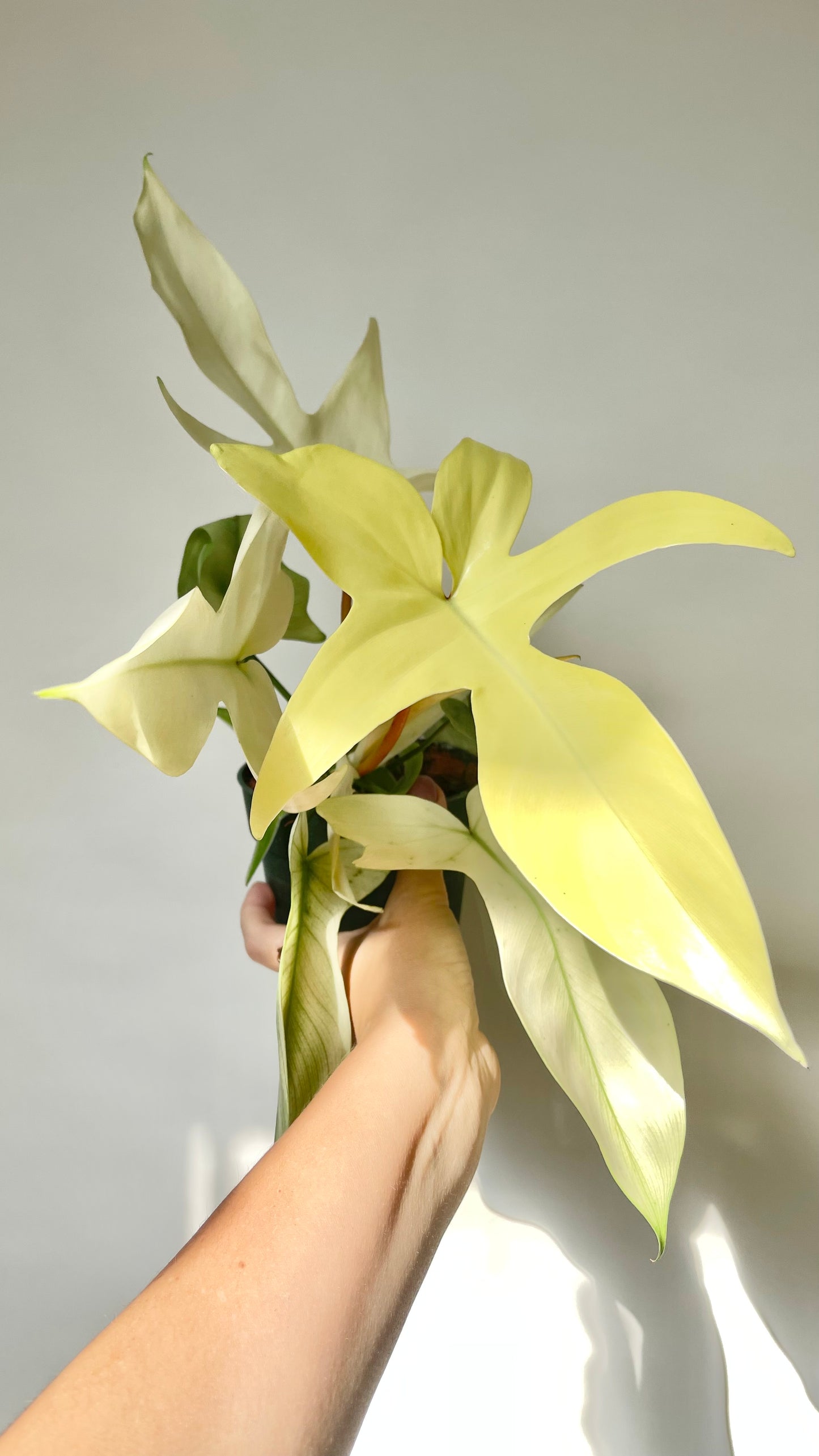 Philodendron Florida Ghost 4.5" Pot