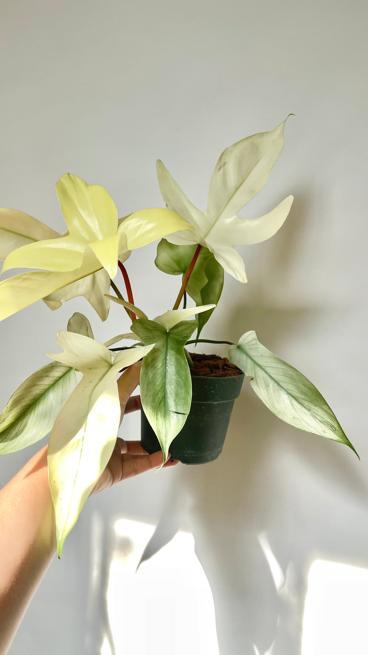 Philodendron Florida Ghost 4.5" Pot