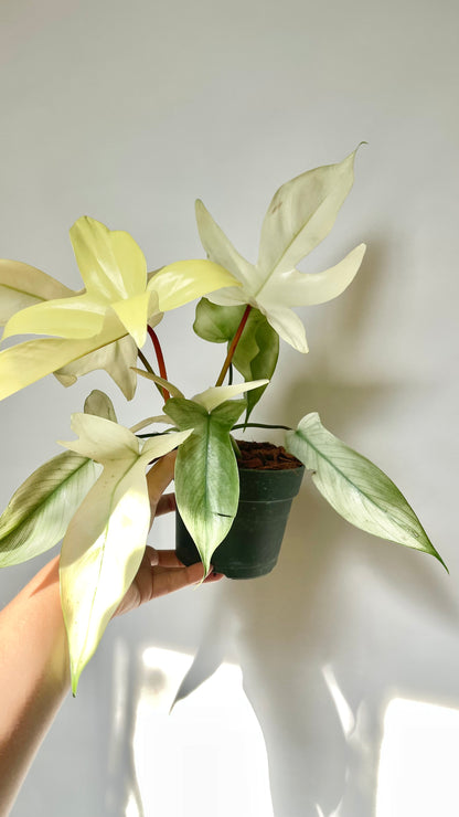 Philodendron Florida Ghost 4.5" Pot