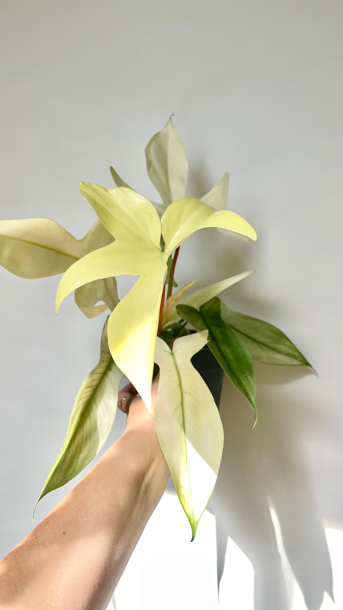 Philodendron Florida Ghost 4.5" Pot