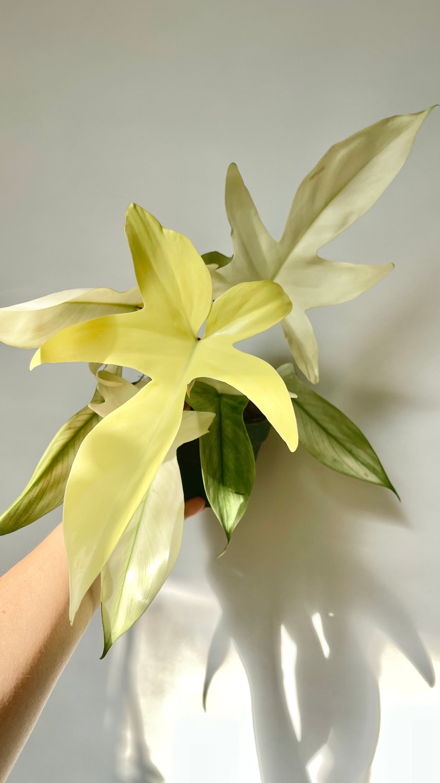 Philodendron Florida Ghost 4.5" Pot