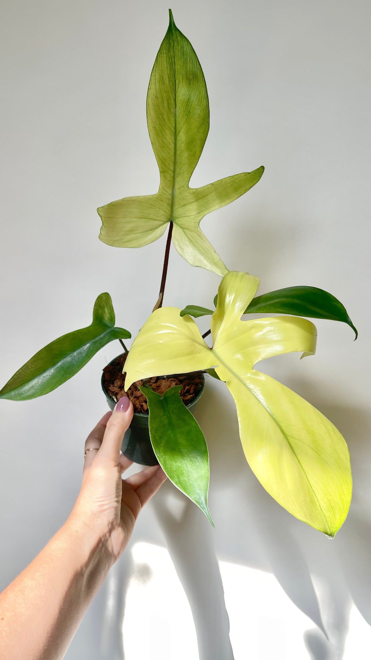 Philodendron Florida Ghost 4.5" Pot