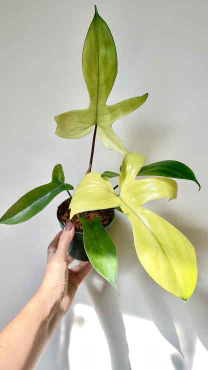 Philodendron Florida Ghost 4.5" Pot