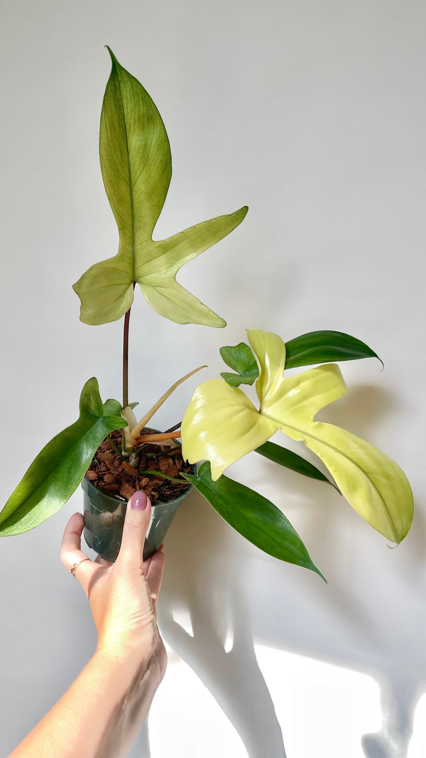 Philodendron Florida Ghost 4.5" Pot