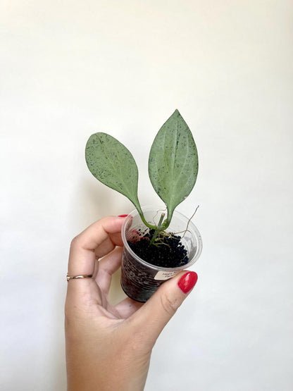 Hoya Nicholsoniae New Guinea Ghost Starter Plant
