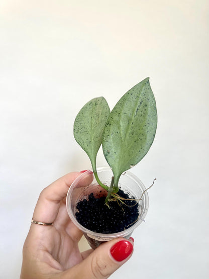 Hoya Nicholsoniae New Guinea Ghost Starter Plant