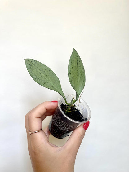 Hoya Nicholsoniae New Guinea Ghost Starter Plant