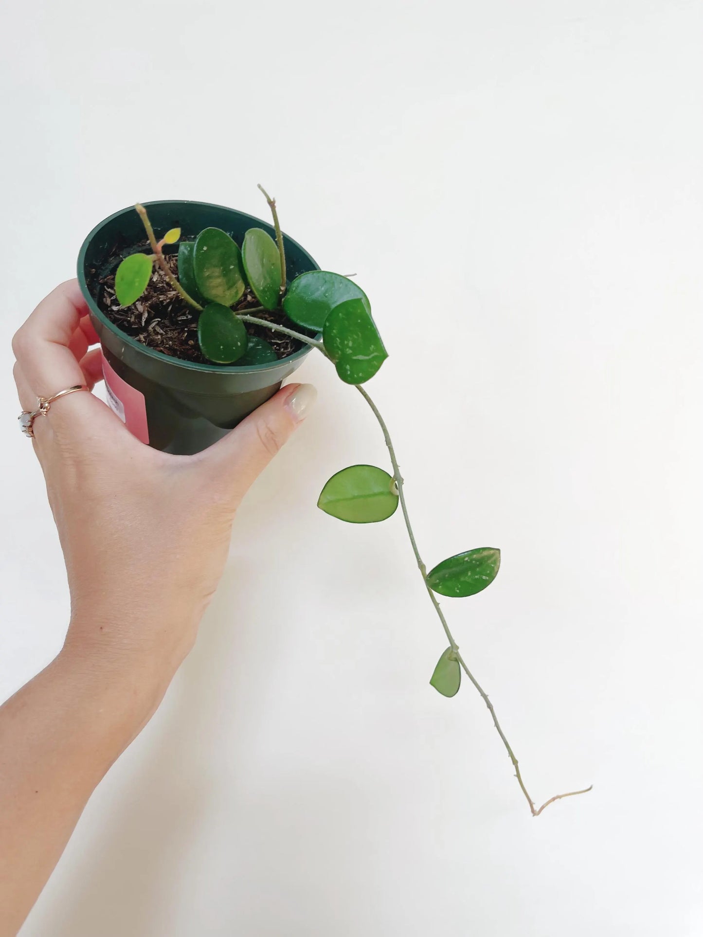 Hoya Mathilde Splash 3.5” Pot Live Plant