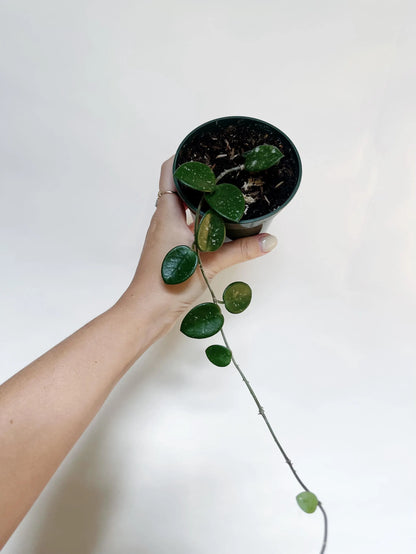 Hoya Mathilde Splash 3.5” Pot Live Plant