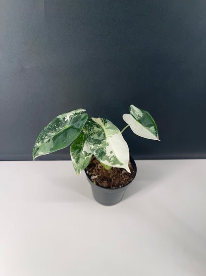 Alocasia Frydek Variegated 3” Pot