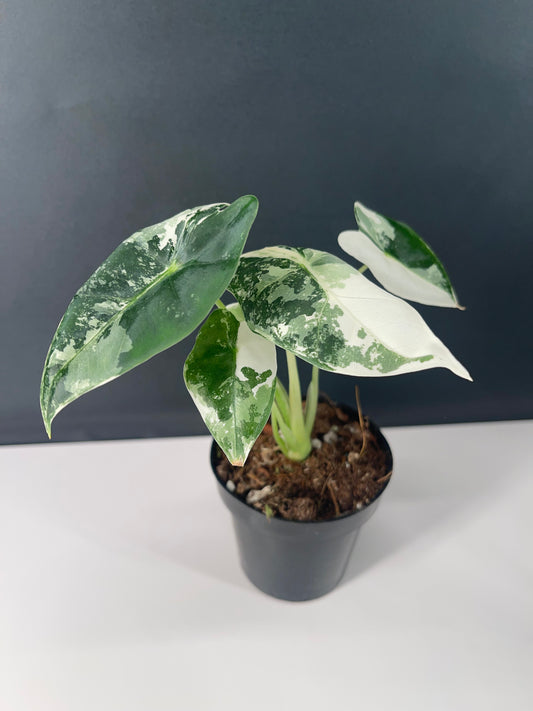 Alocasia Frydek Variegated 3” Pot