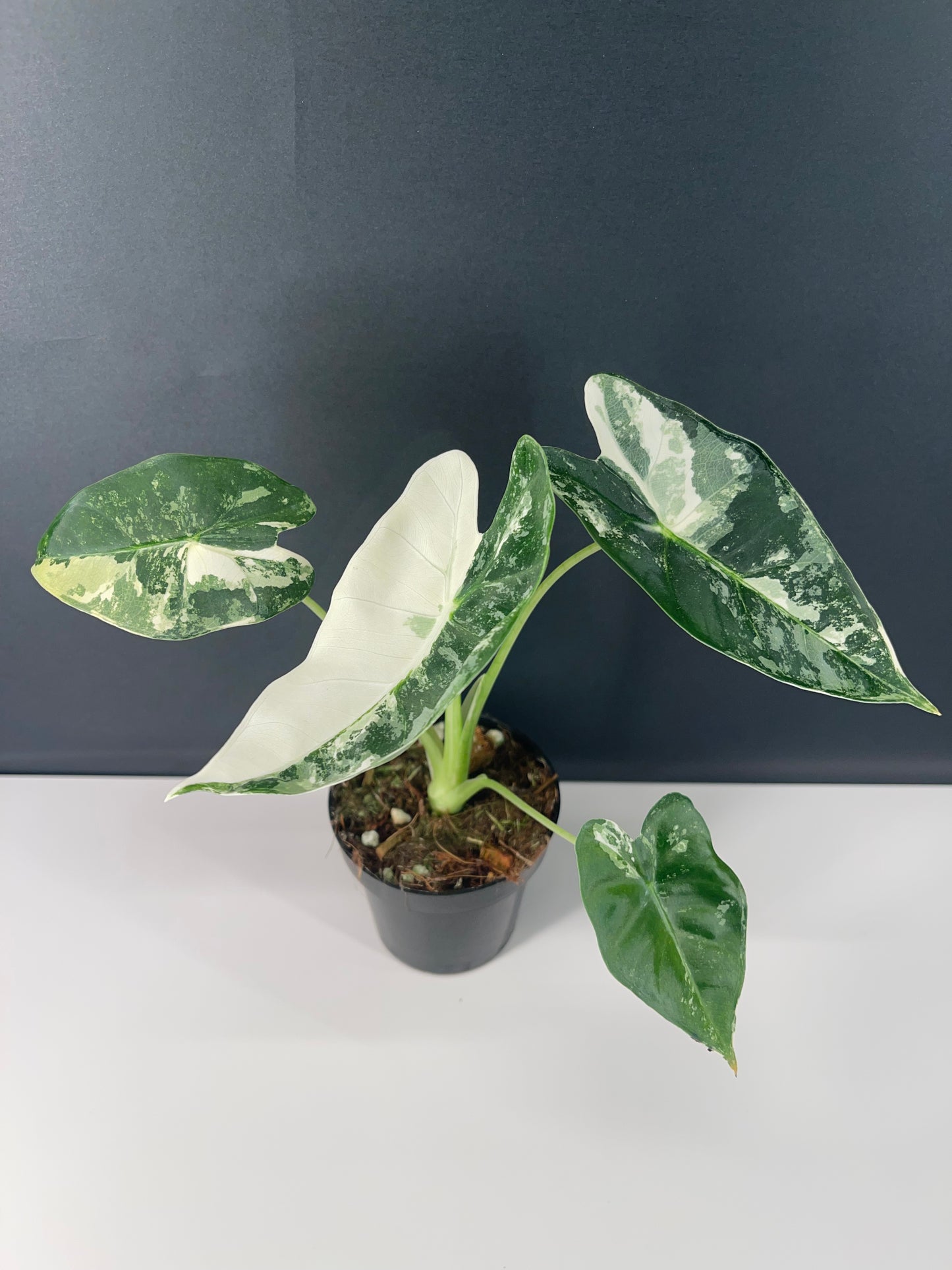 Alocasia Frydek Variegated 3” Pot