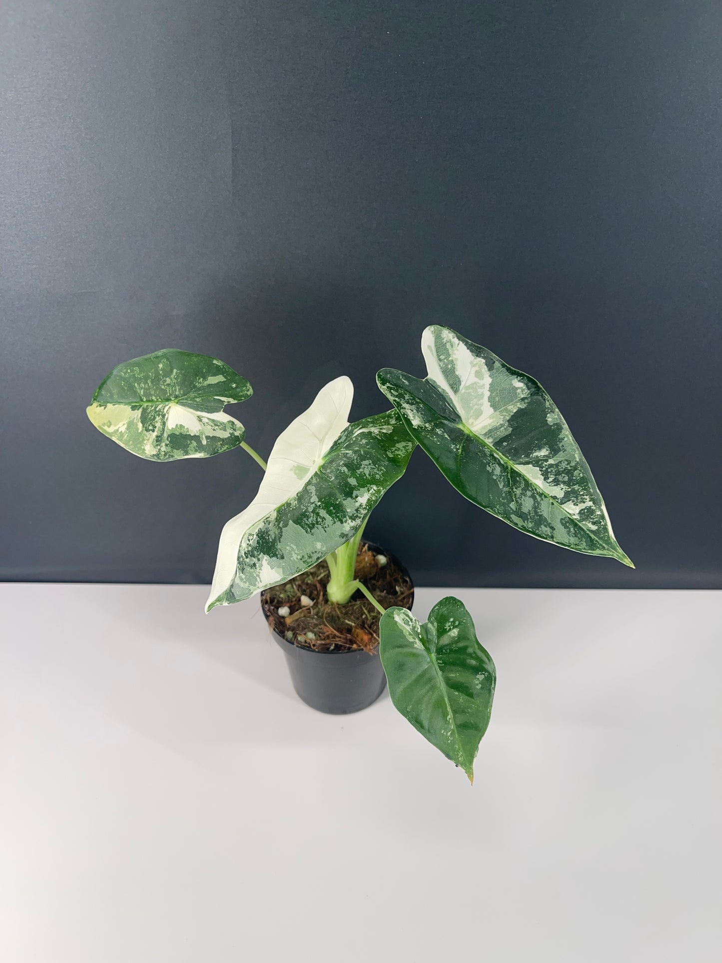 Alocasia Frydek Variegated 3” Pot