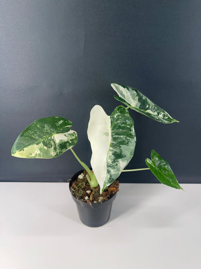 Alocasia Frydek Variegated 3” Pot