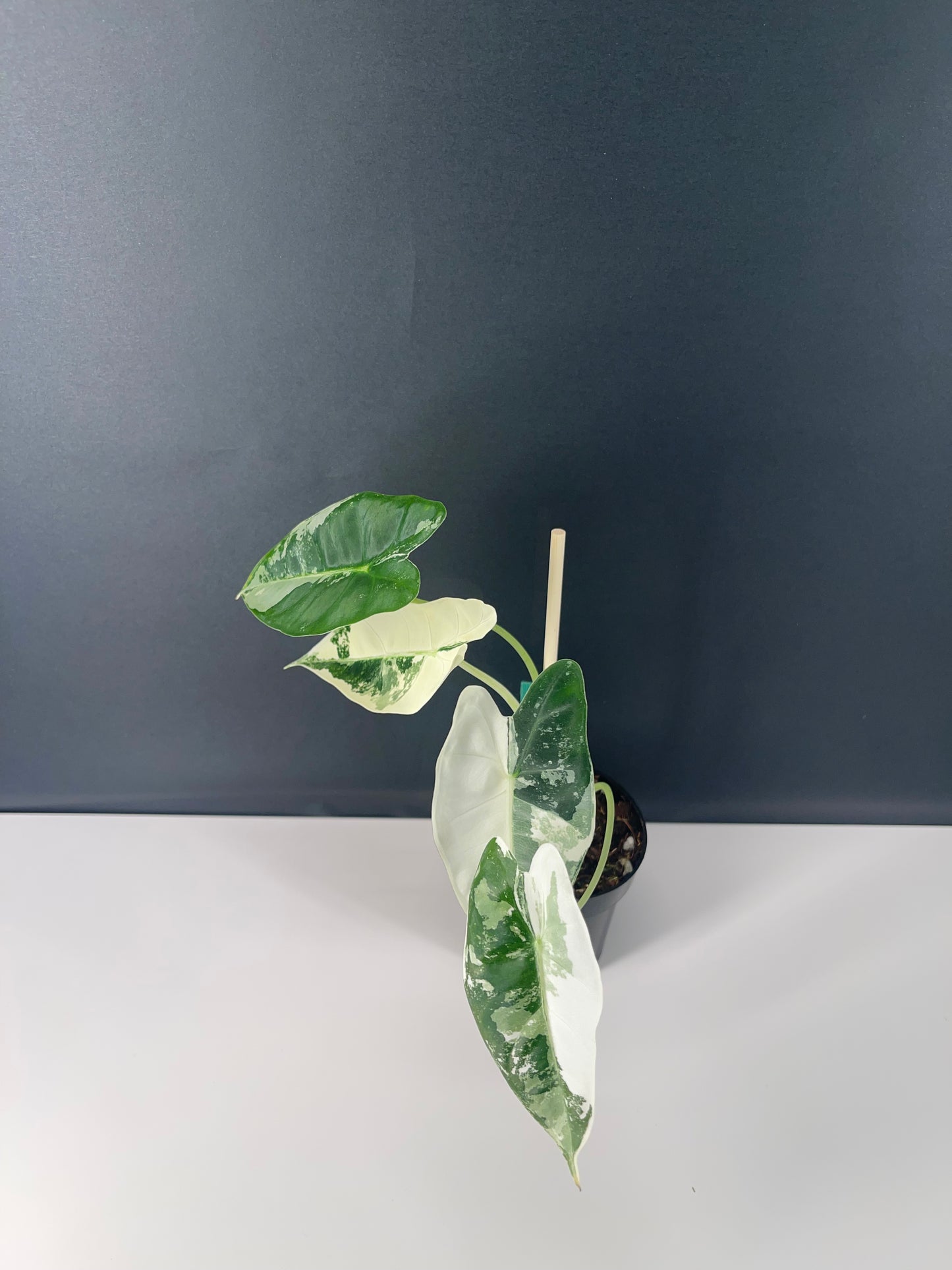 Alocasia Frydek Variegated 3” Pot