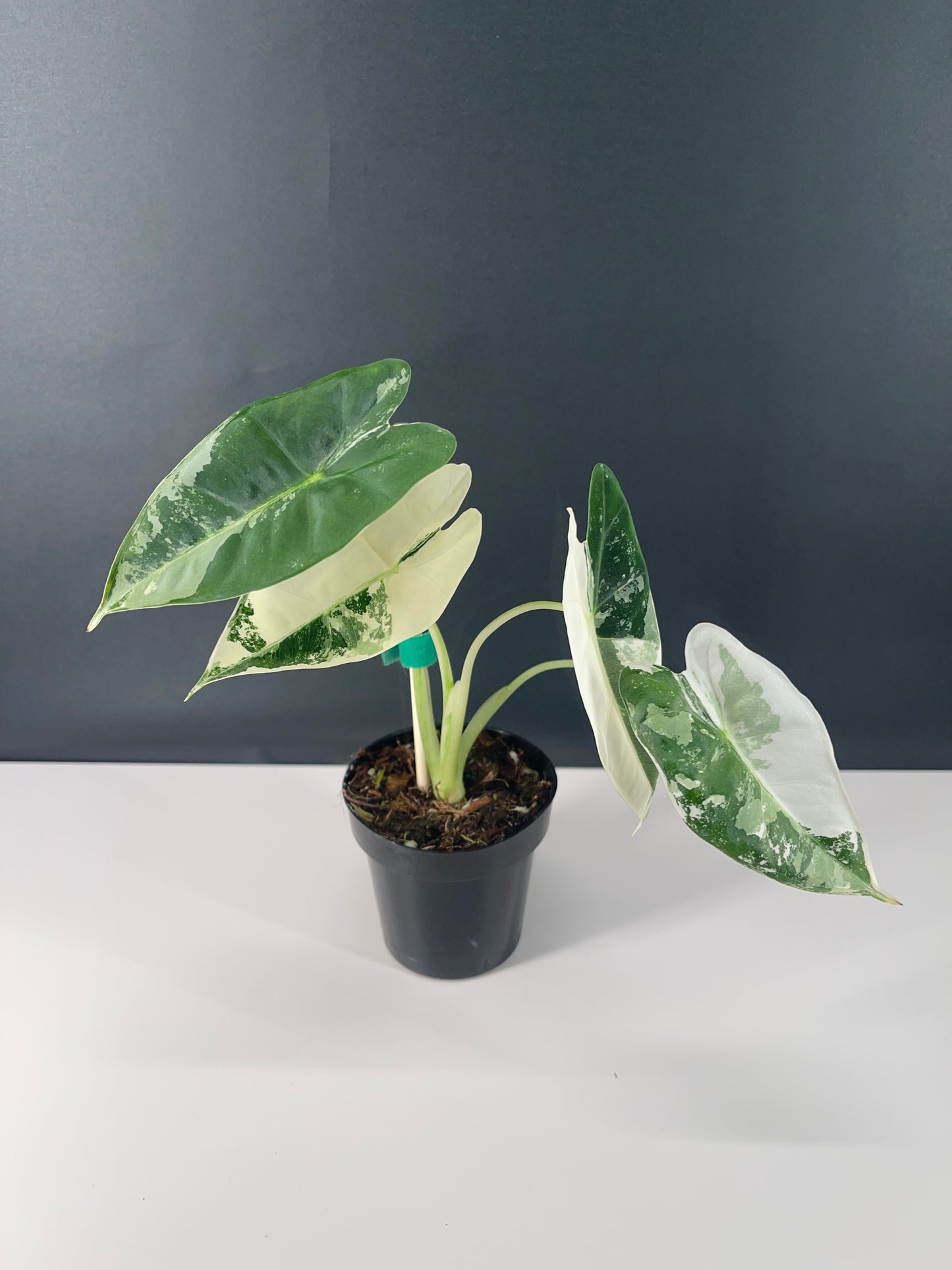 Alocasia Frydek Variegated 3” Pot