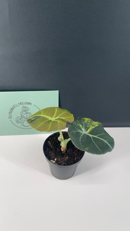 Alocasia Black Velvet Variegated Aurea 3” Pot