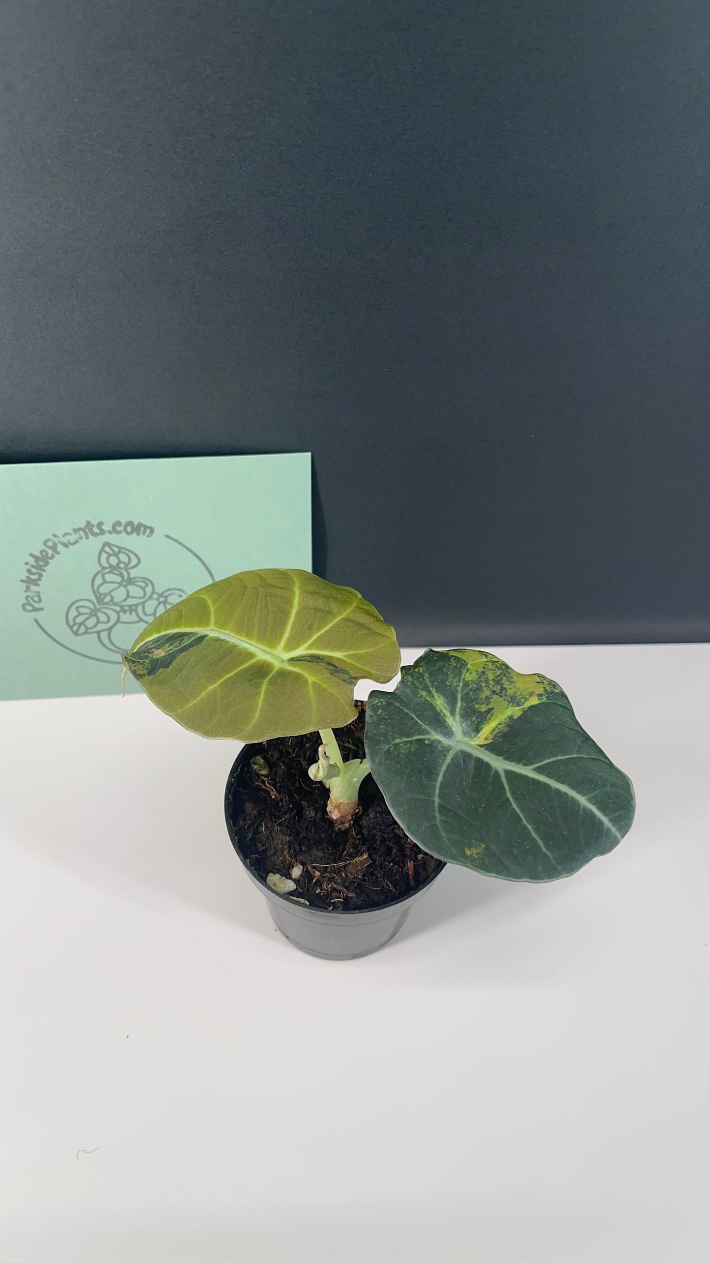 Alocasia Black Velvet Variegated Aurea 3” Pot