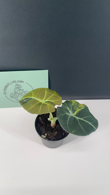 Alocasia Black Velvet Variegated Aurea 3” Pot