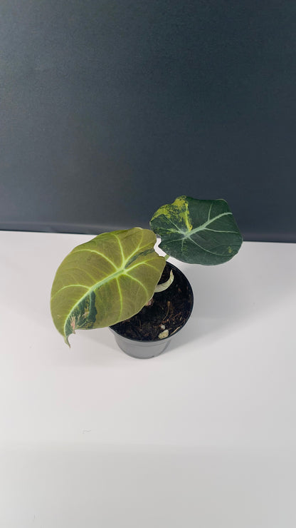 Alocasia Black Velvet Variegated Aurea 3” Pot