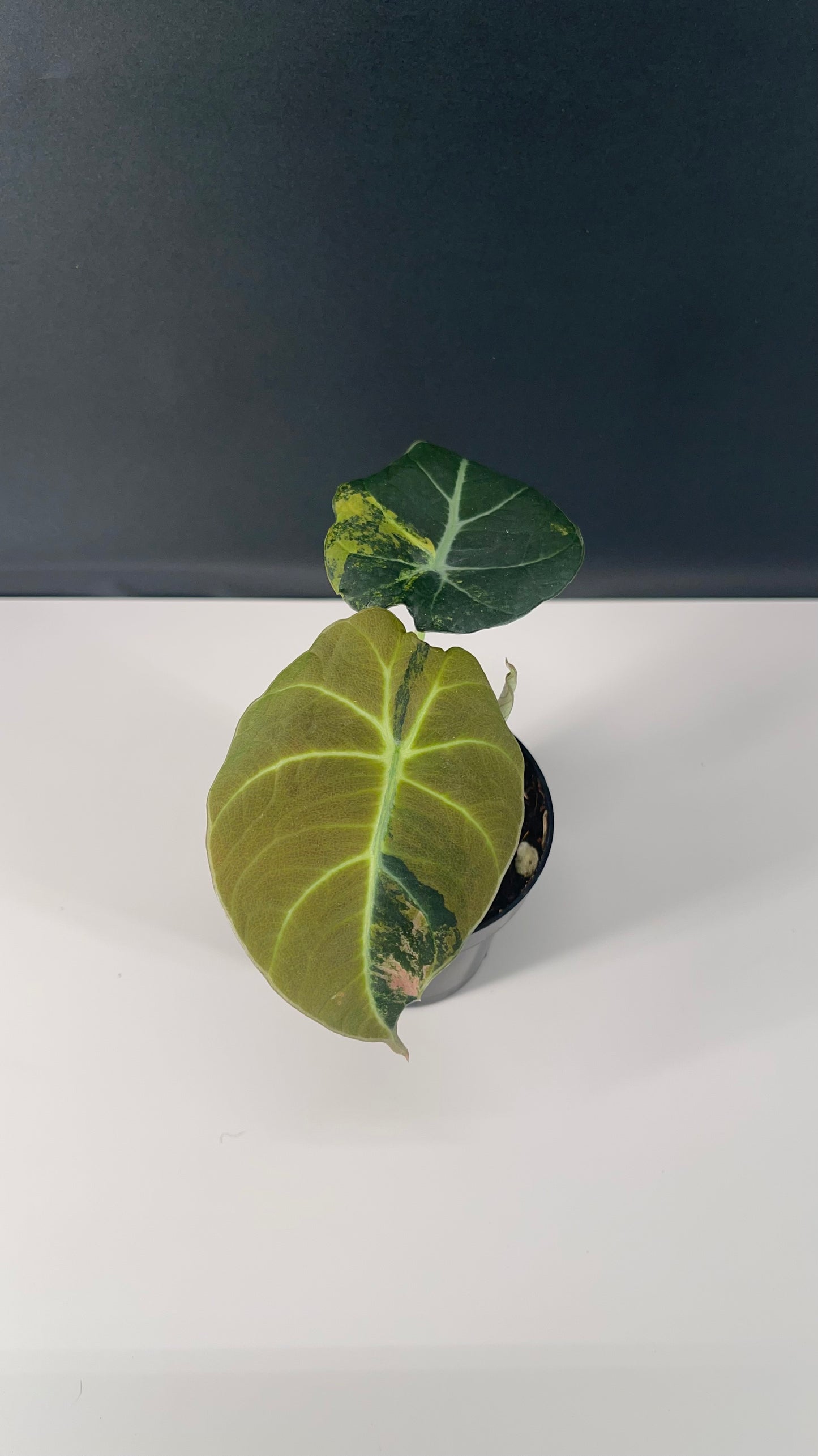 Alocasia Black Velvet Variegated Aurea 3” Pot