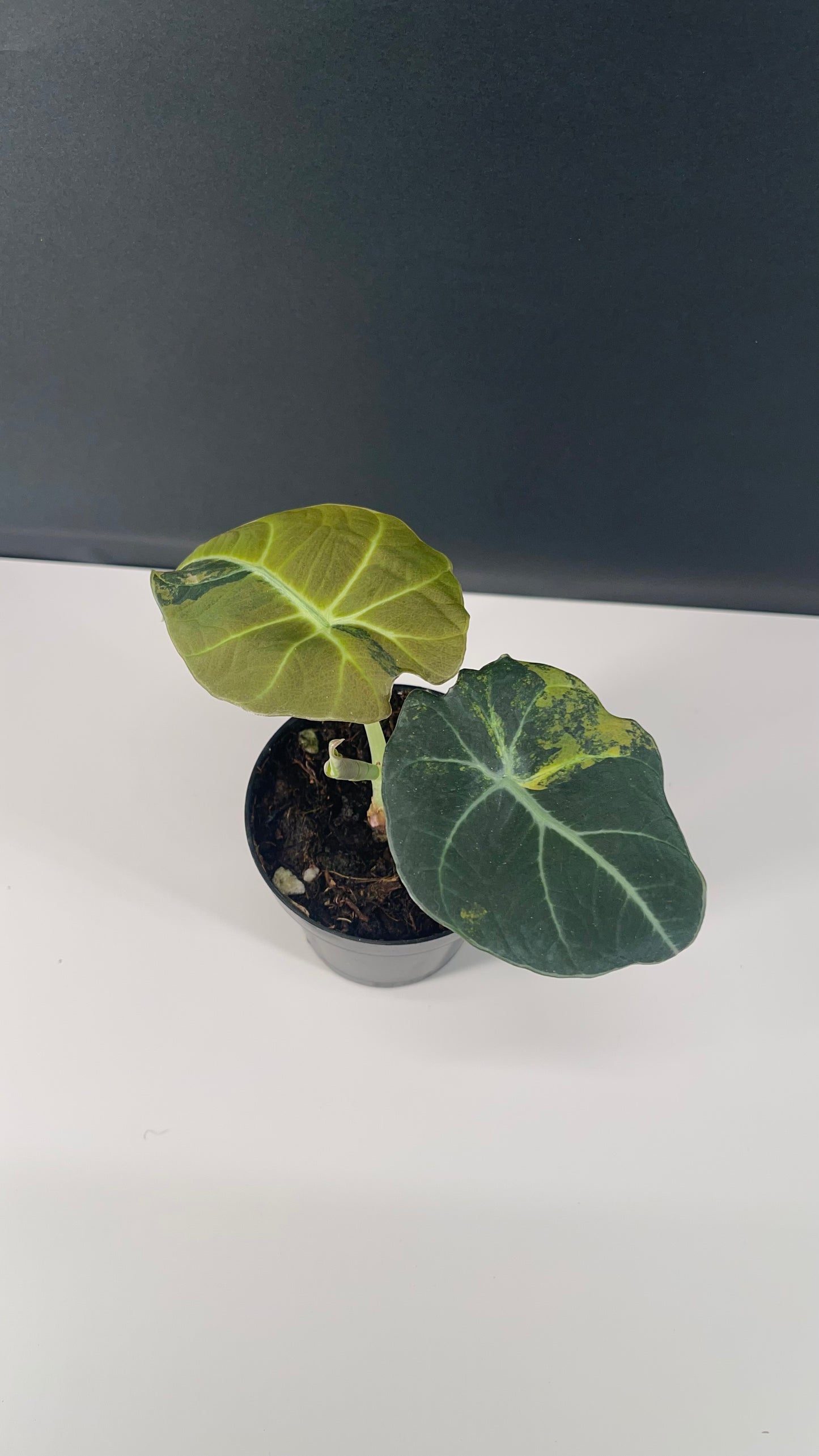 Alocasia Black Velvet Variegated Aurea 3” Pot