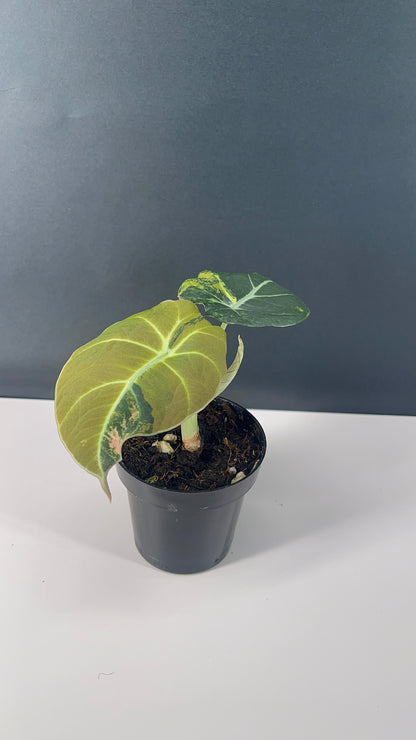 Alocasia Black Velvet Variegated Aurea 3” Pot