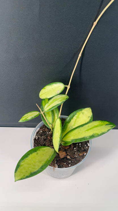 Hoya Acuta Inner Variegated Live Plant