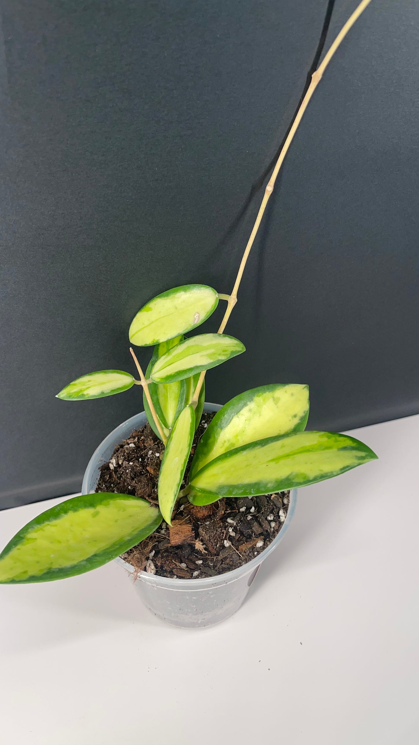 Hoya Acuta Inner Variegated Live Plant