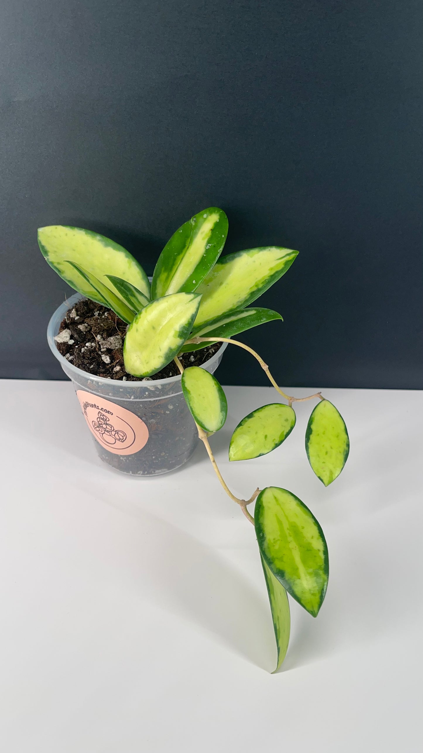 Hoya Acuta Inner Variegated Live Plant