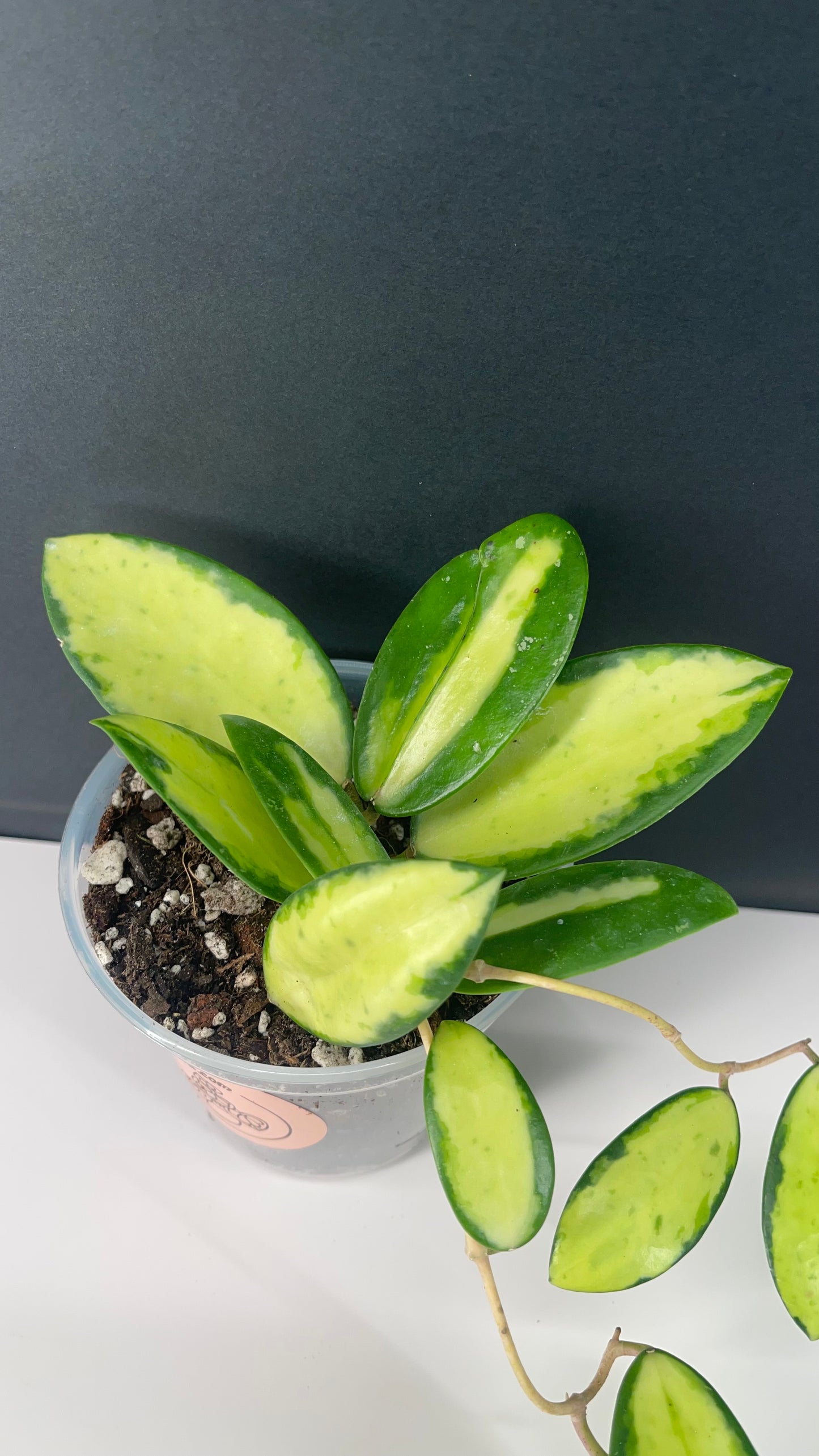 Hoya Acuta Inner Variegated Live Plant