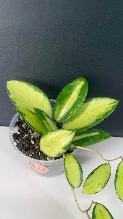 Hoya Acuta Inner Variegated Live Plant