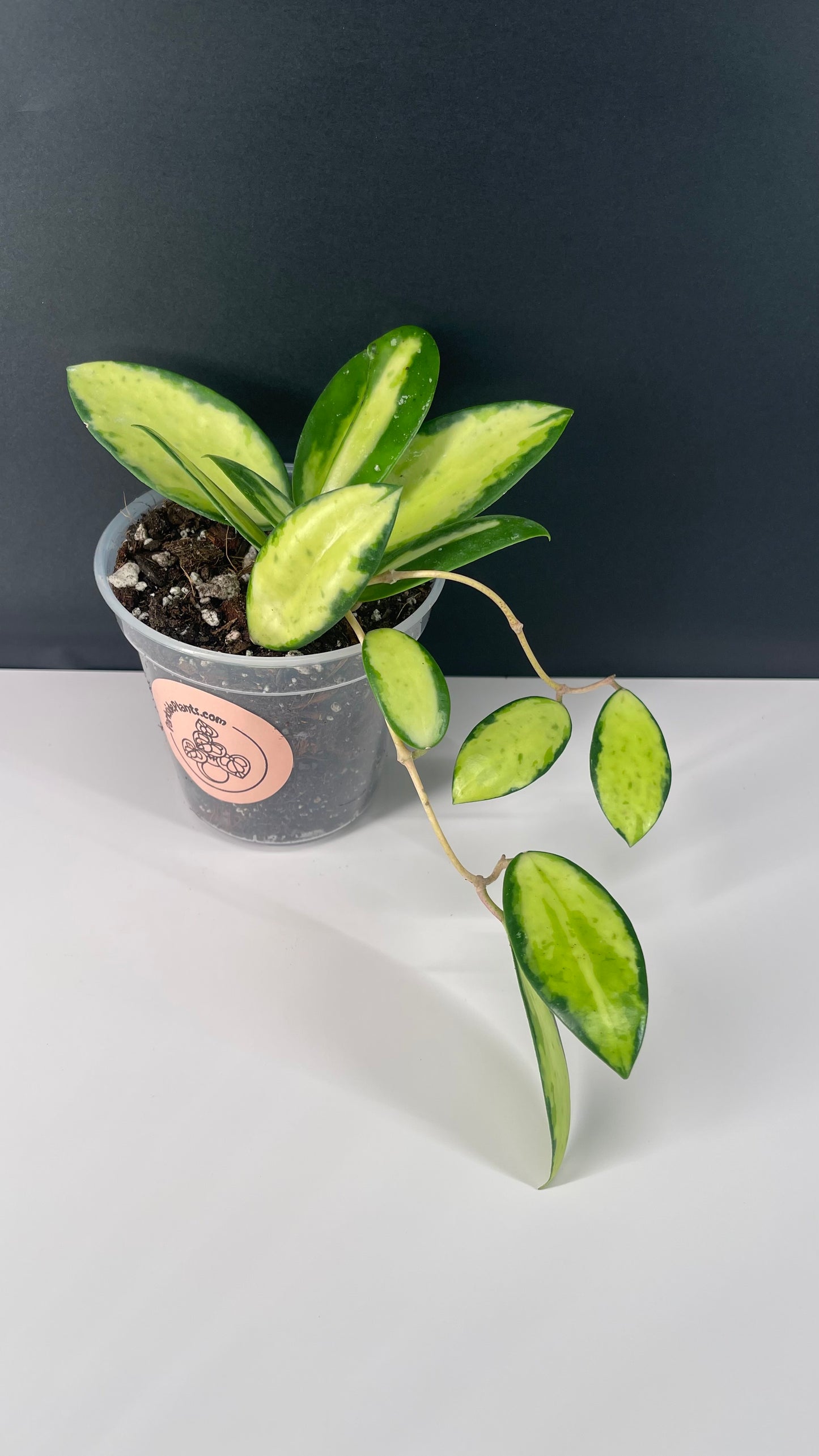 Hoya Acuta Inner Variegated Live Plant