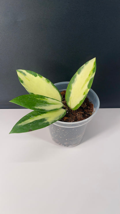 Hoya Acuta Inner Variegated Live Plant