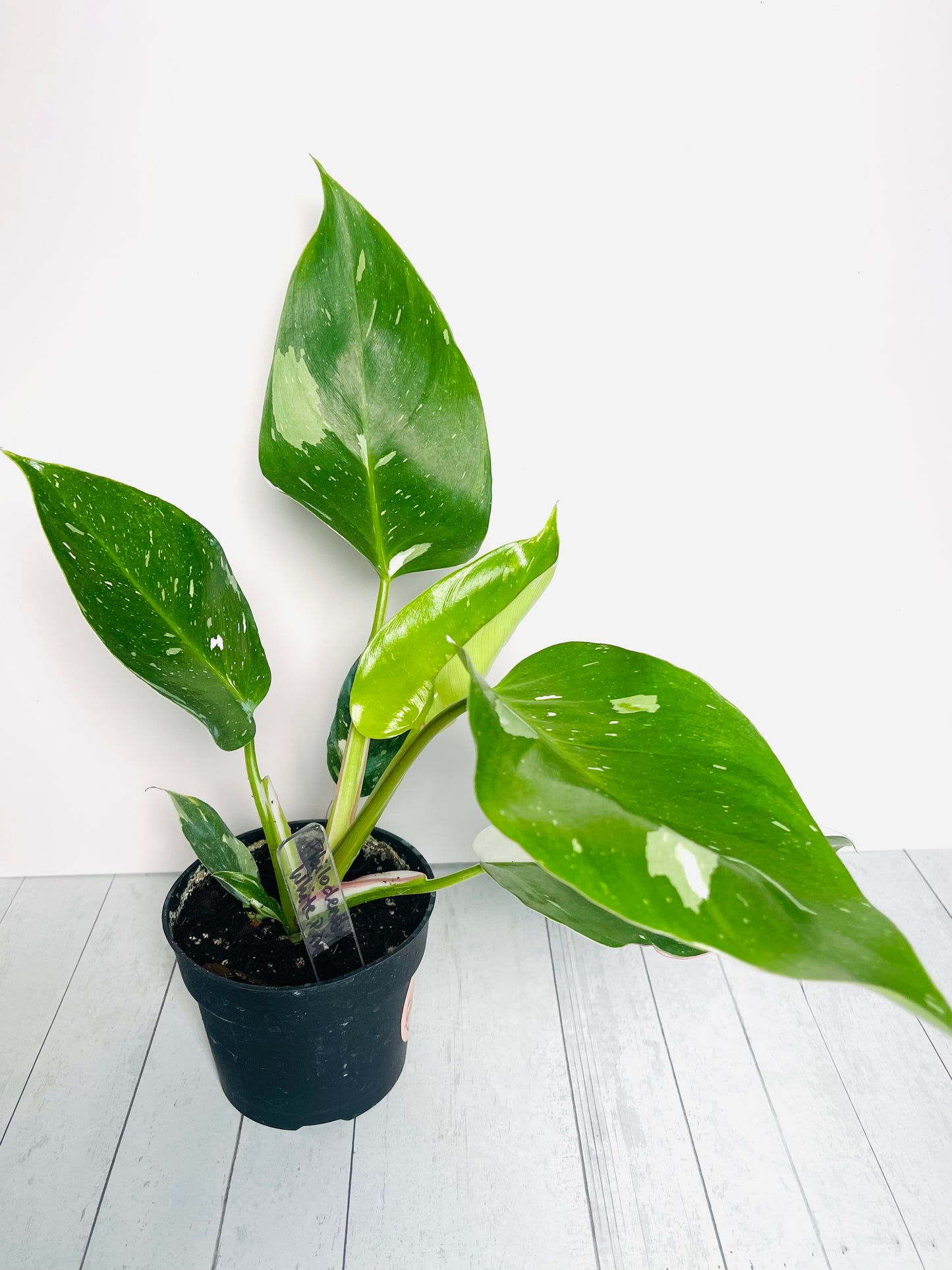 Philodendron White Princess